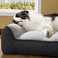 Supportive Dog Couch
