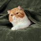 Classic Flannel Fleece Blanket